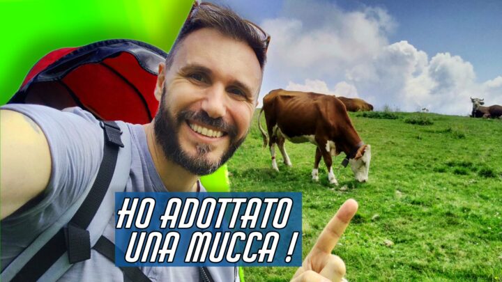 Adotta una Mucca